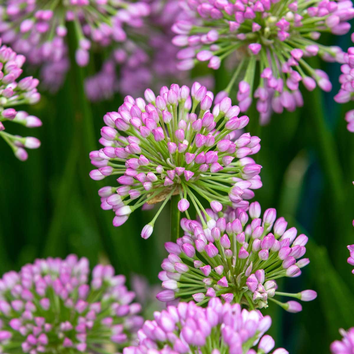 Ornamental Onion