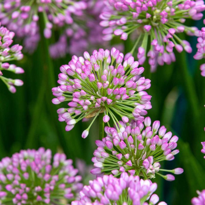 Ornamental Onion