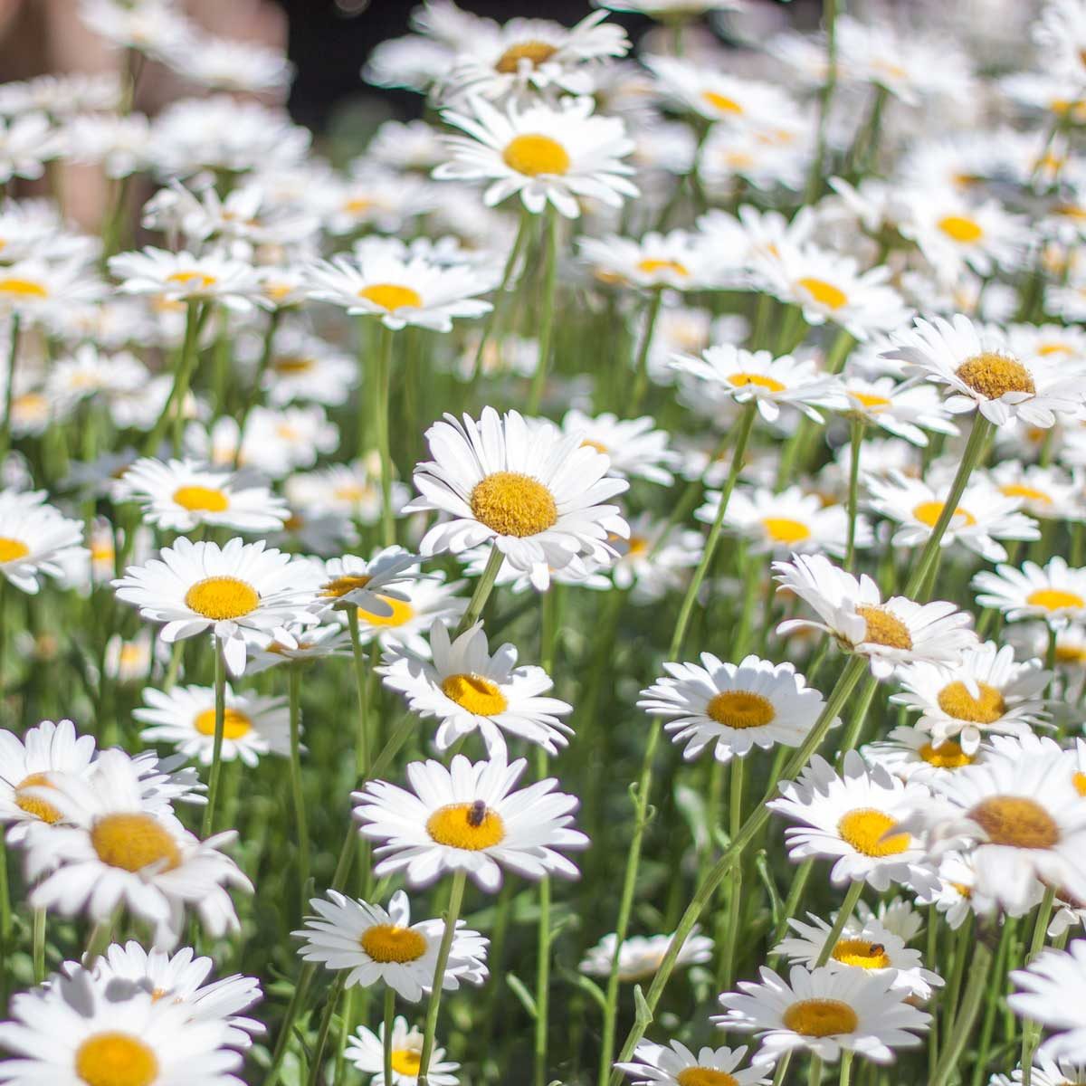 Shasta Daisy