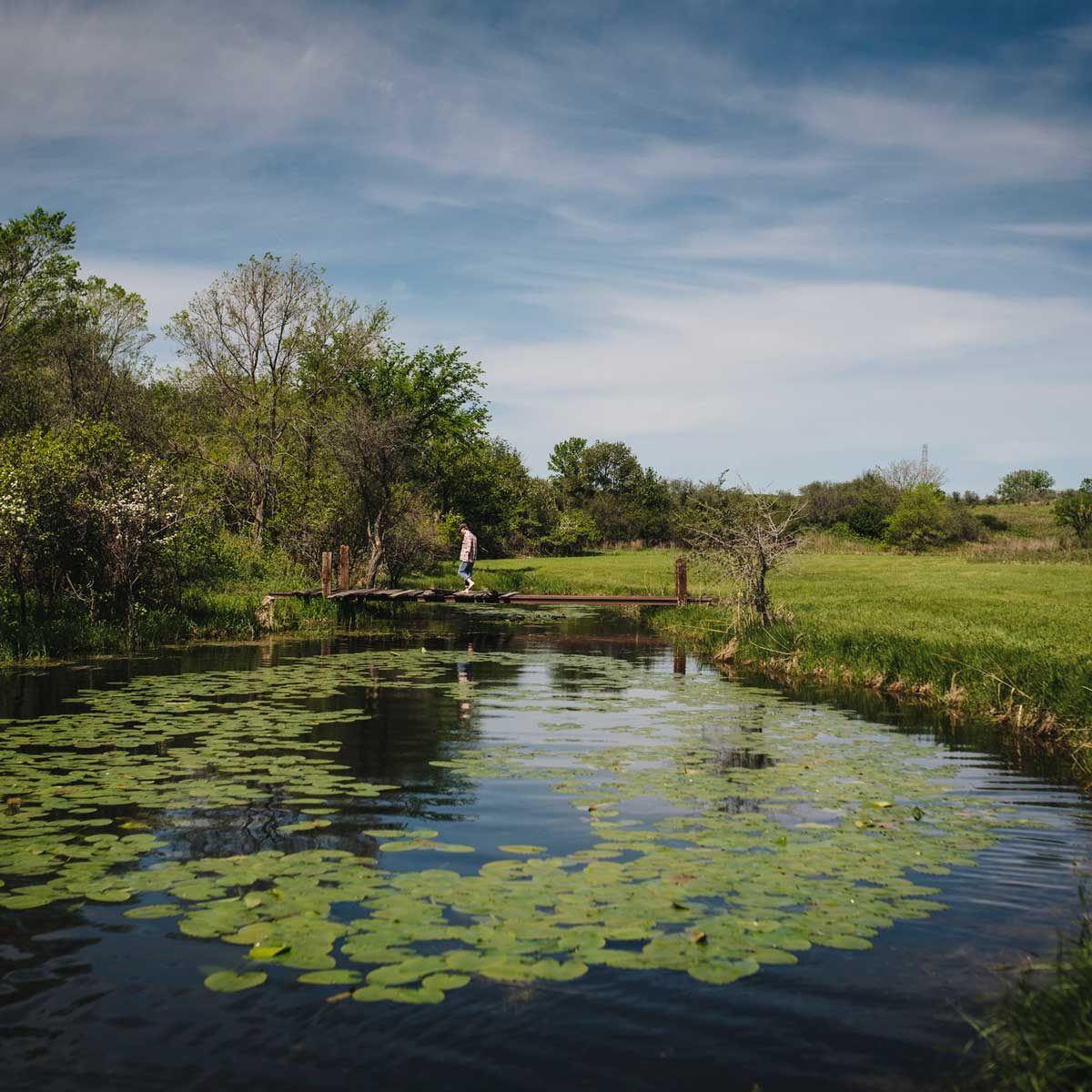 Weedy Pond