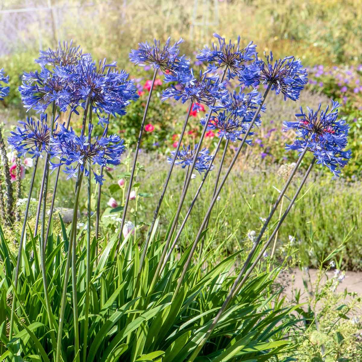 Agapanthus 