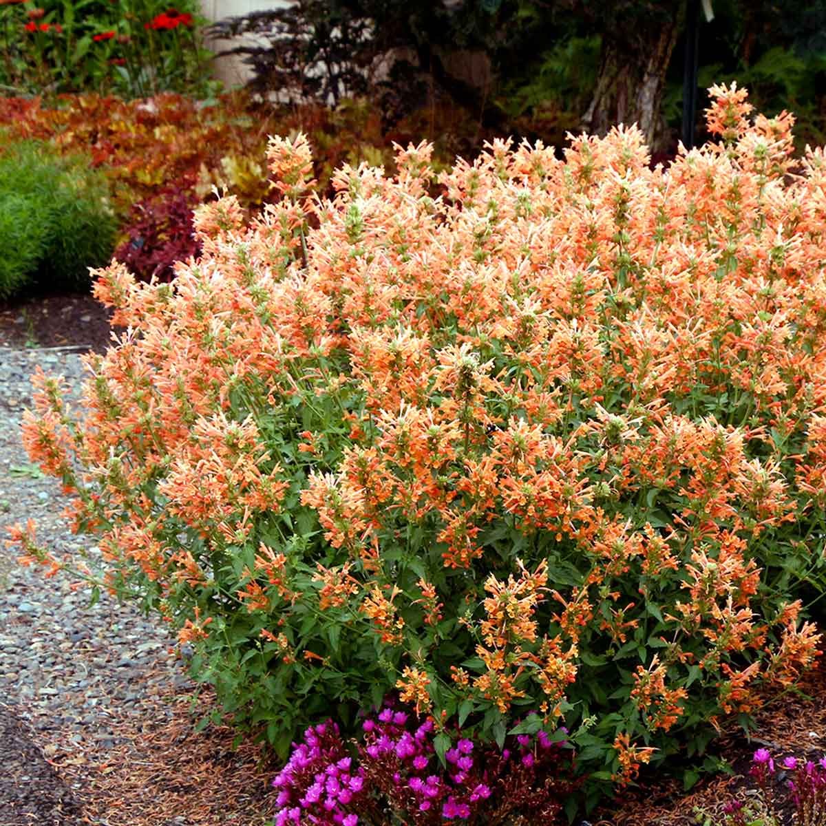 Anise Hyssop