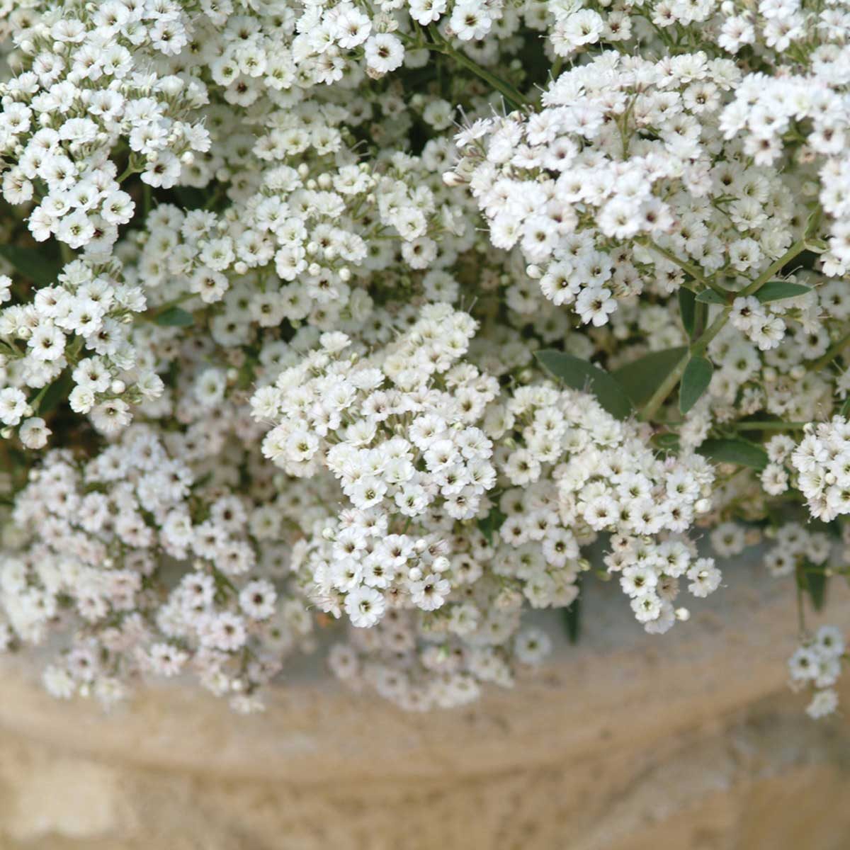 Babys Breath