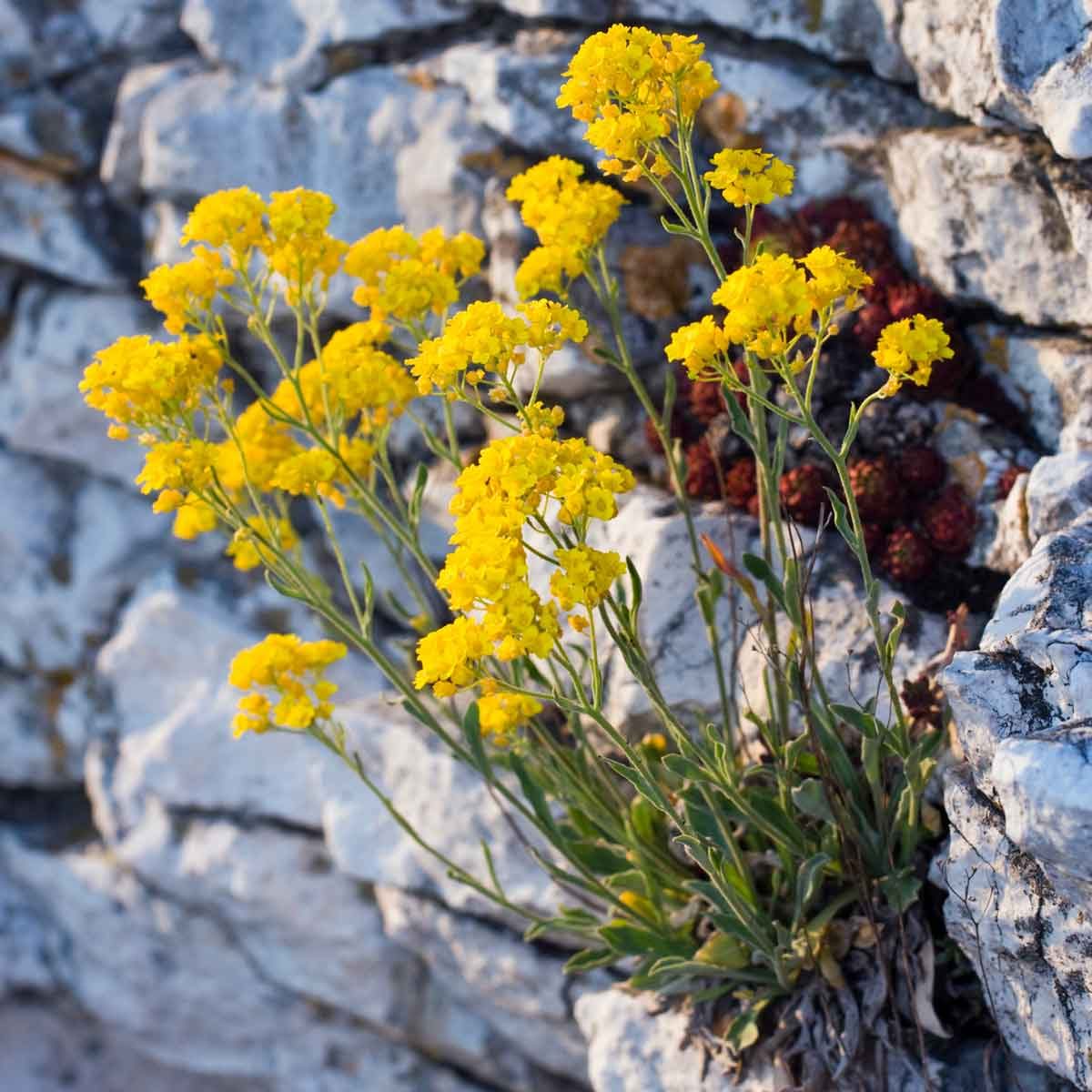 Basket Of Gold