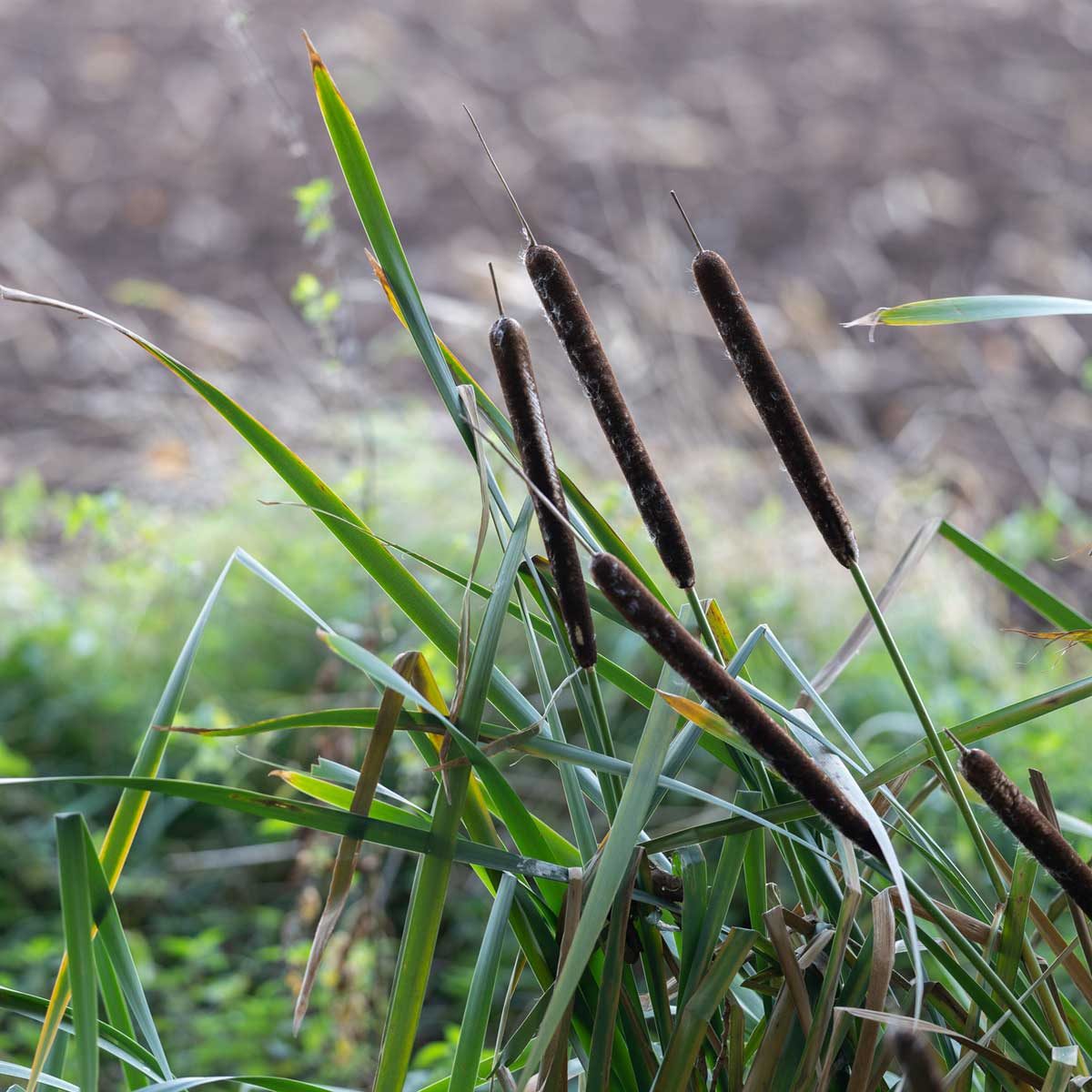 Bulrushes