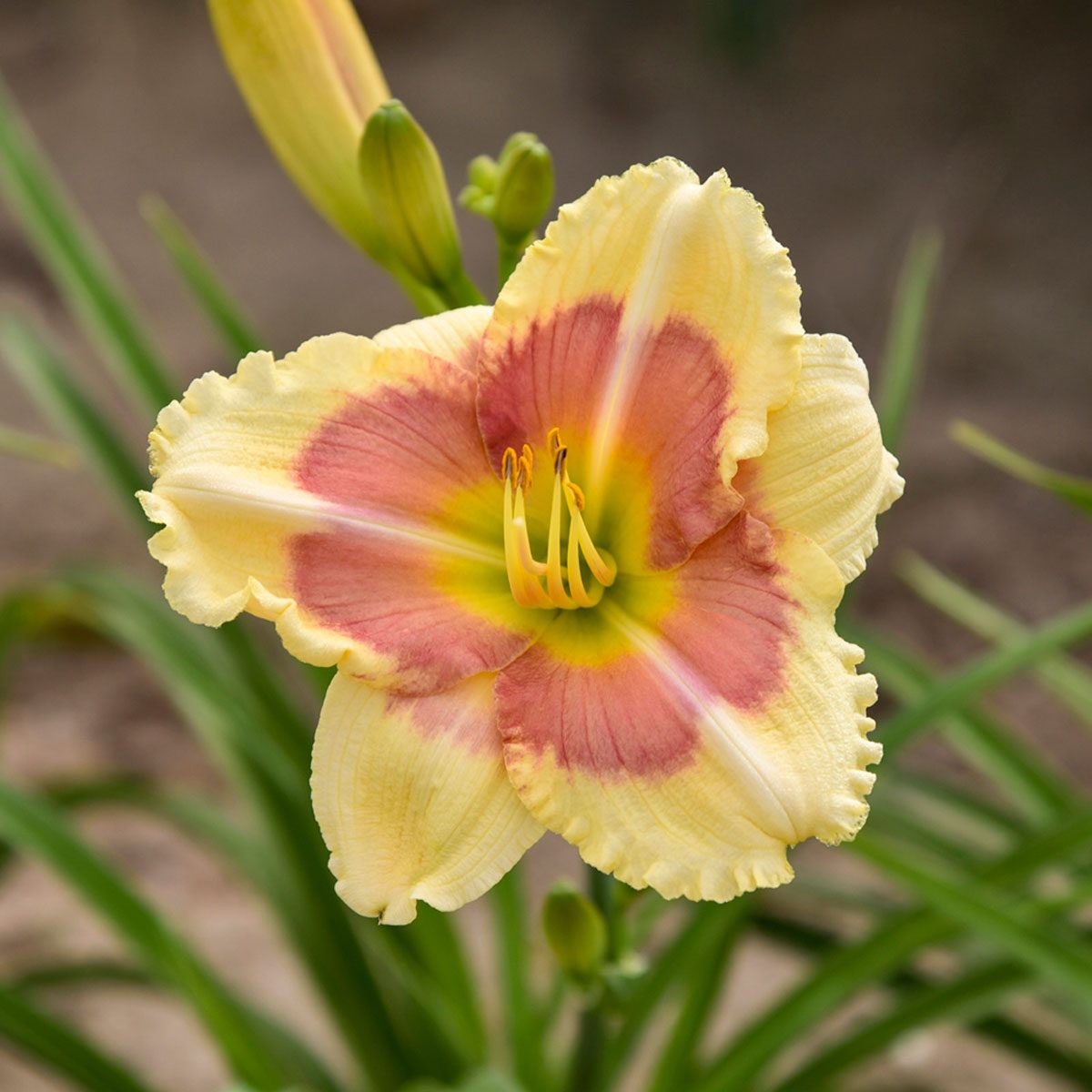 Daylily