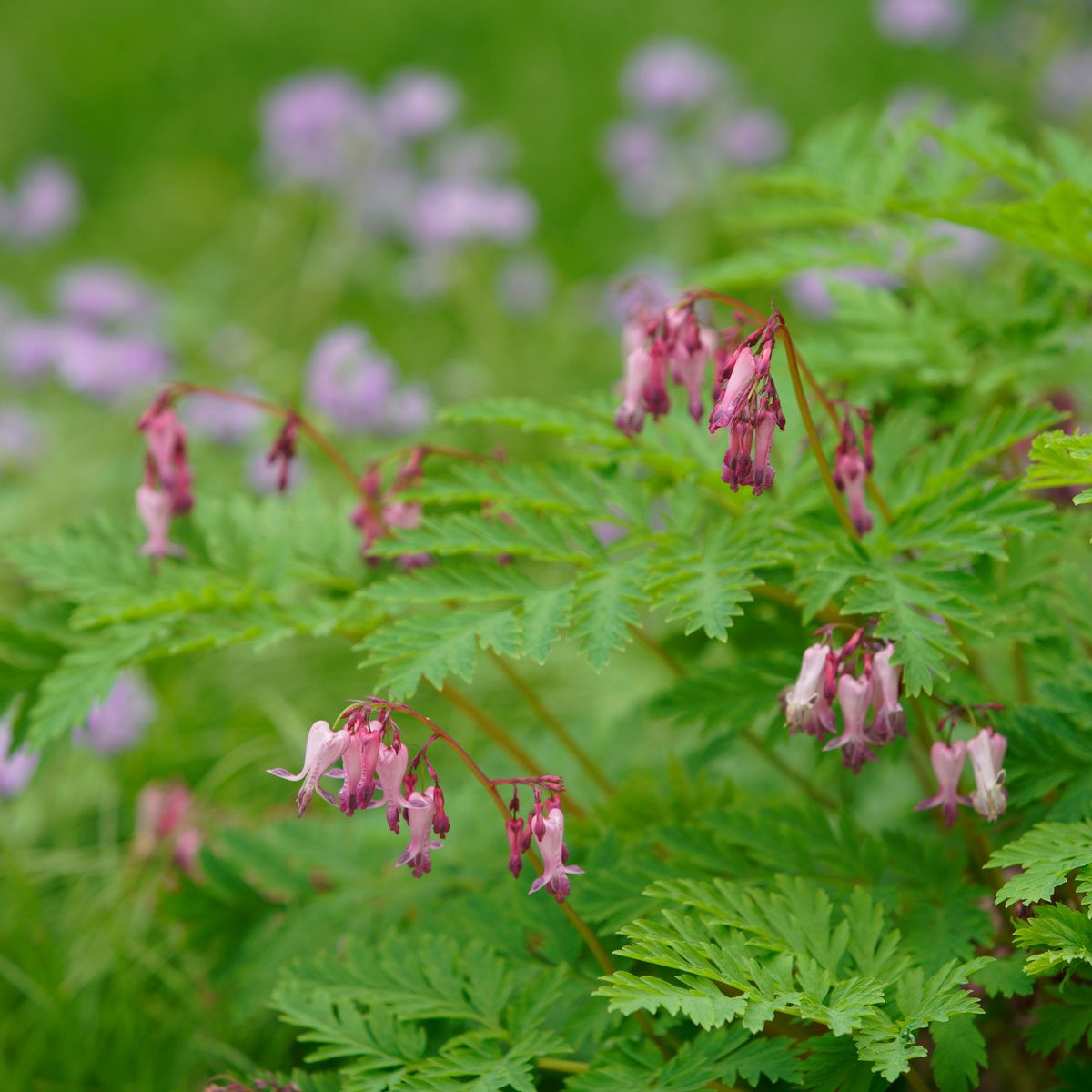 Eastern Bleeding Heart