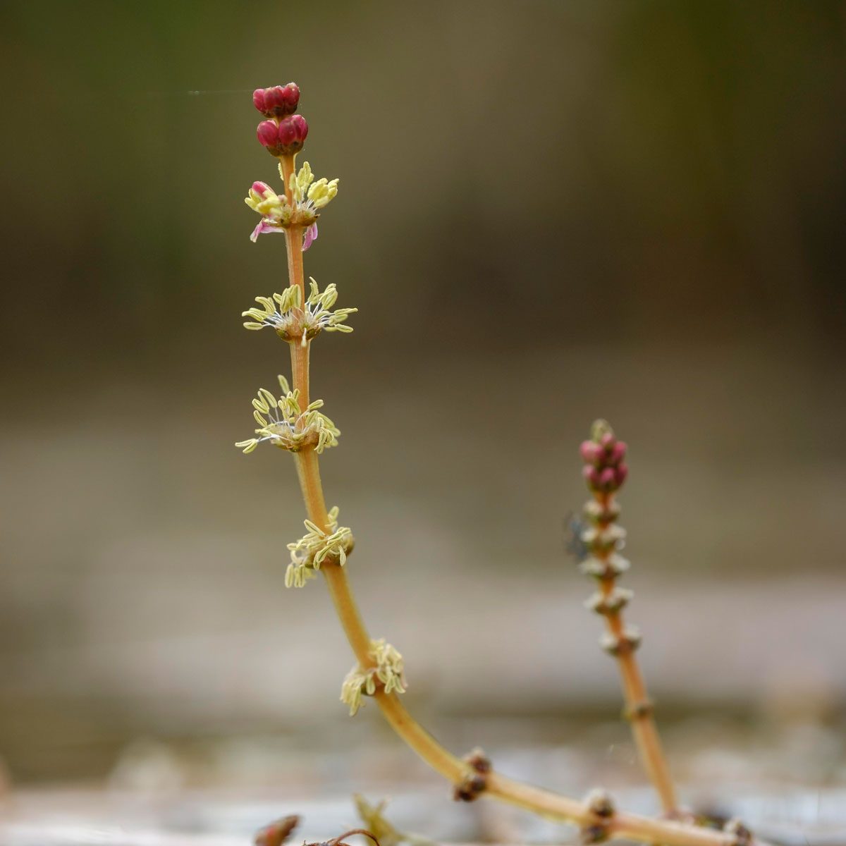 Eurasian Watermilfoil