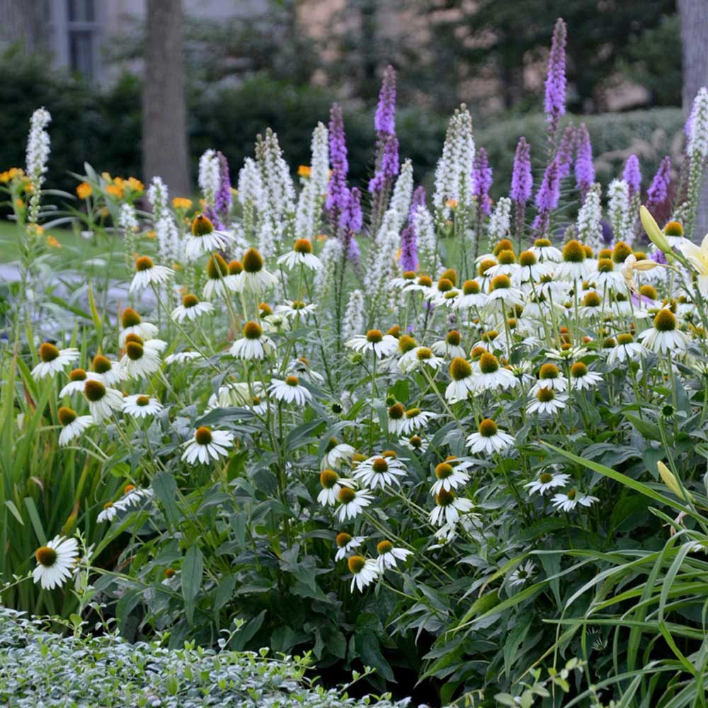 Fhart Jne21 Echinacea Landscape Photo By Susan Martin