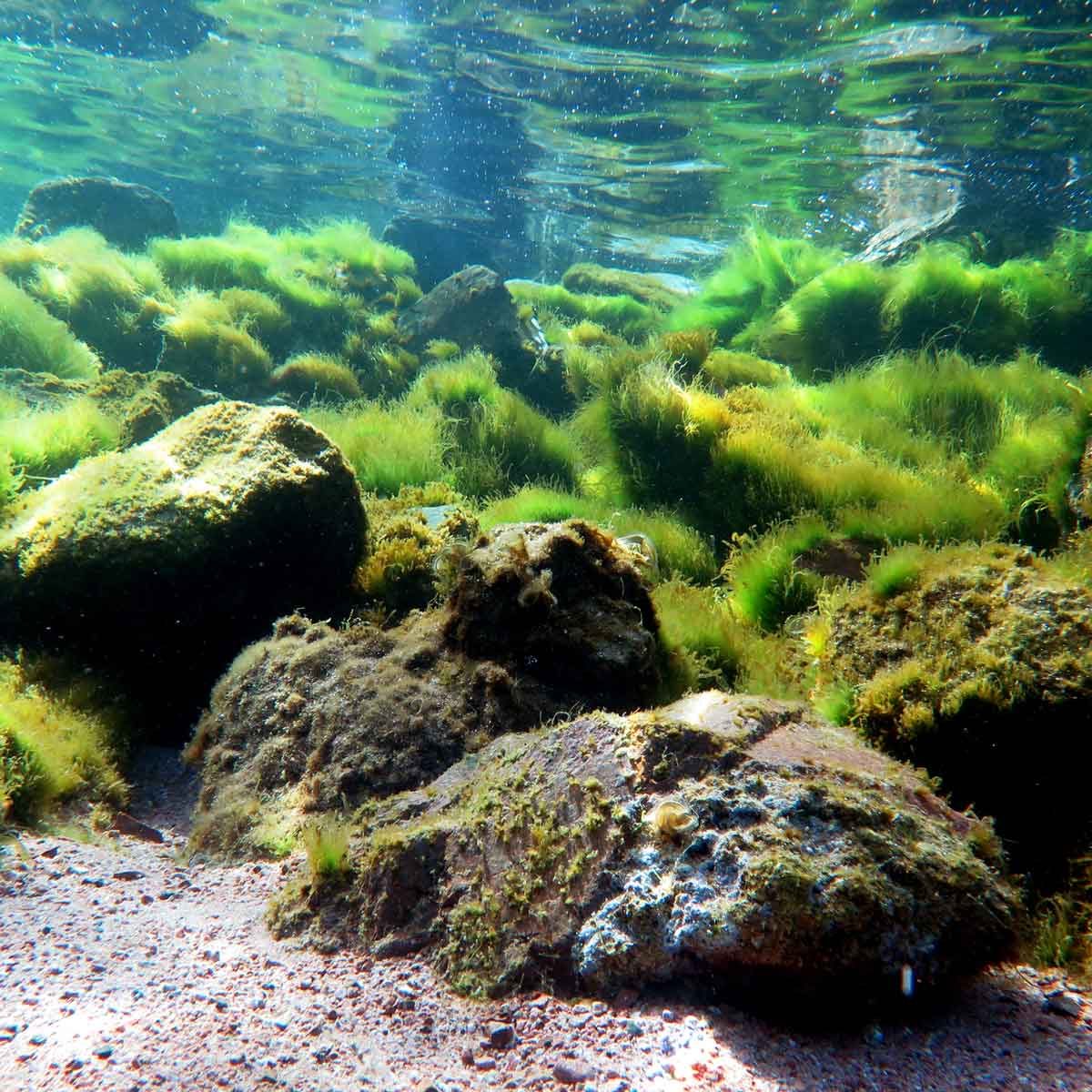 Filamentous Green Algae 