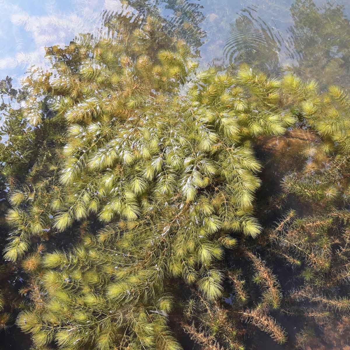 Hydrilla Verticillata