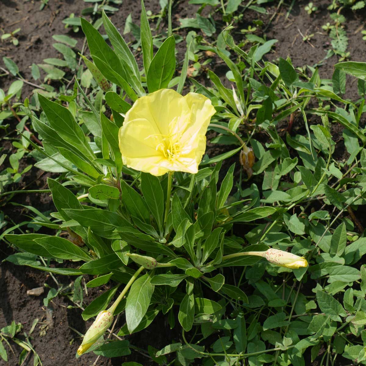 Missouri Evening Primrose