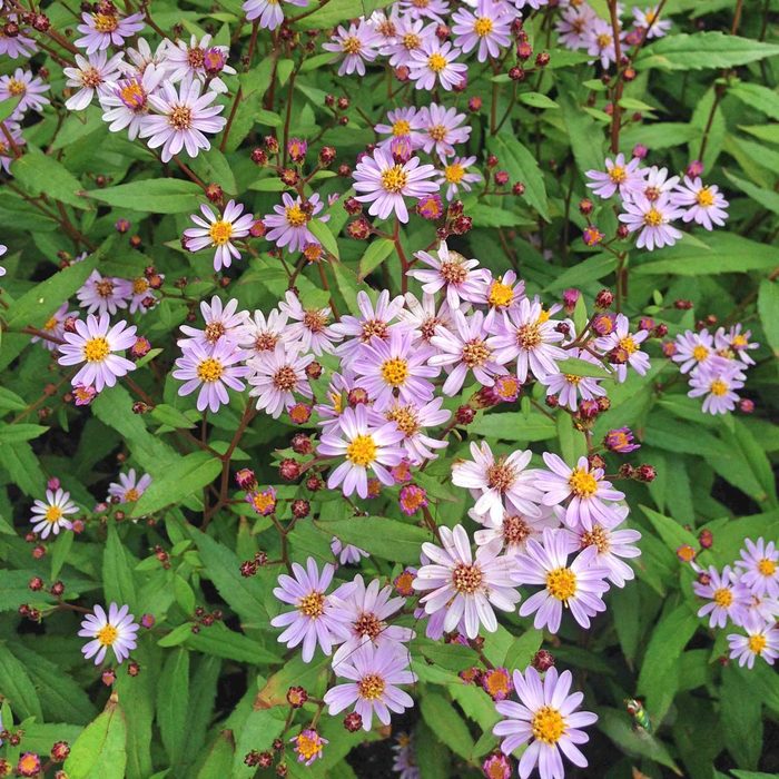 Summer Asters