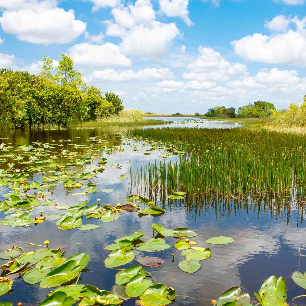 Aquatic Weeds 