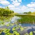 Pond Weed Identification: What to Know