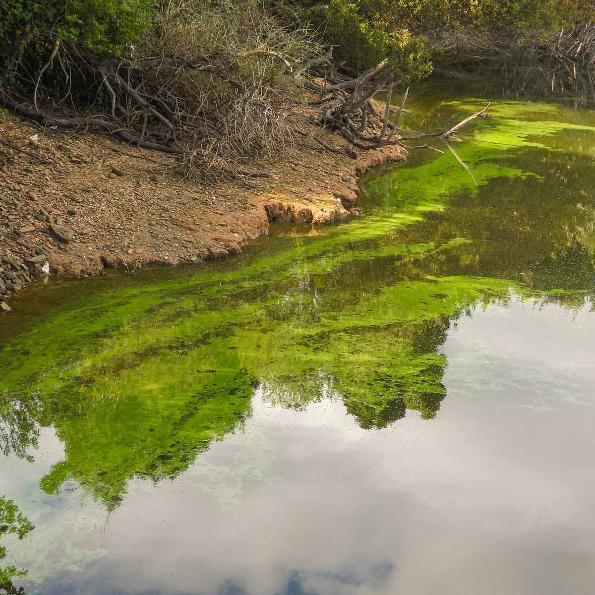 Blue Green Algae