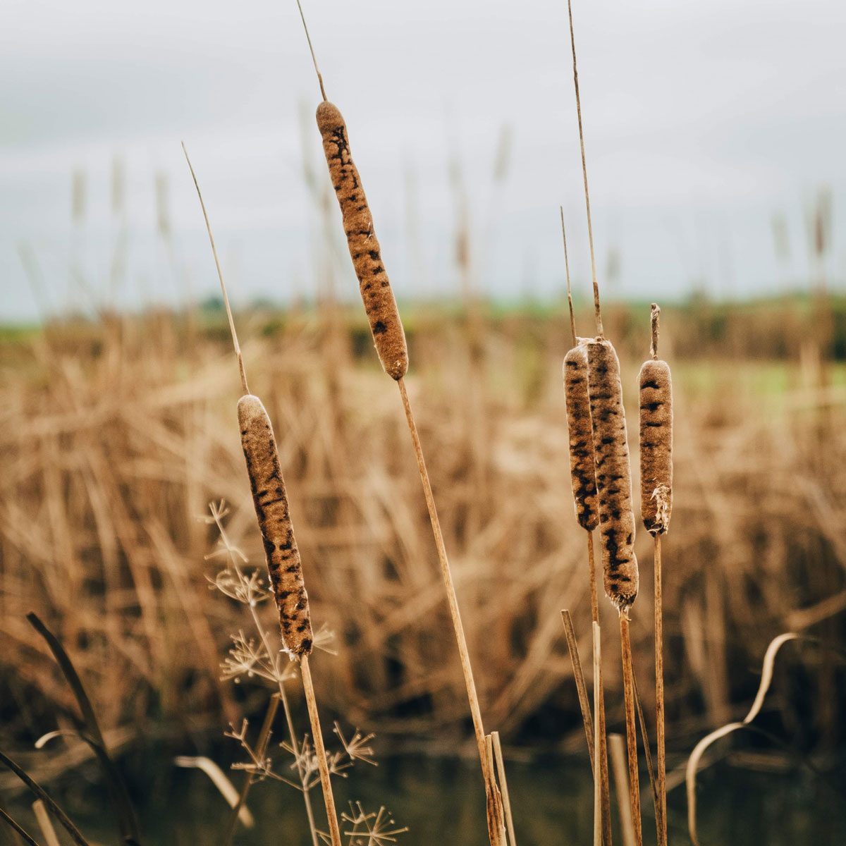 Cattails