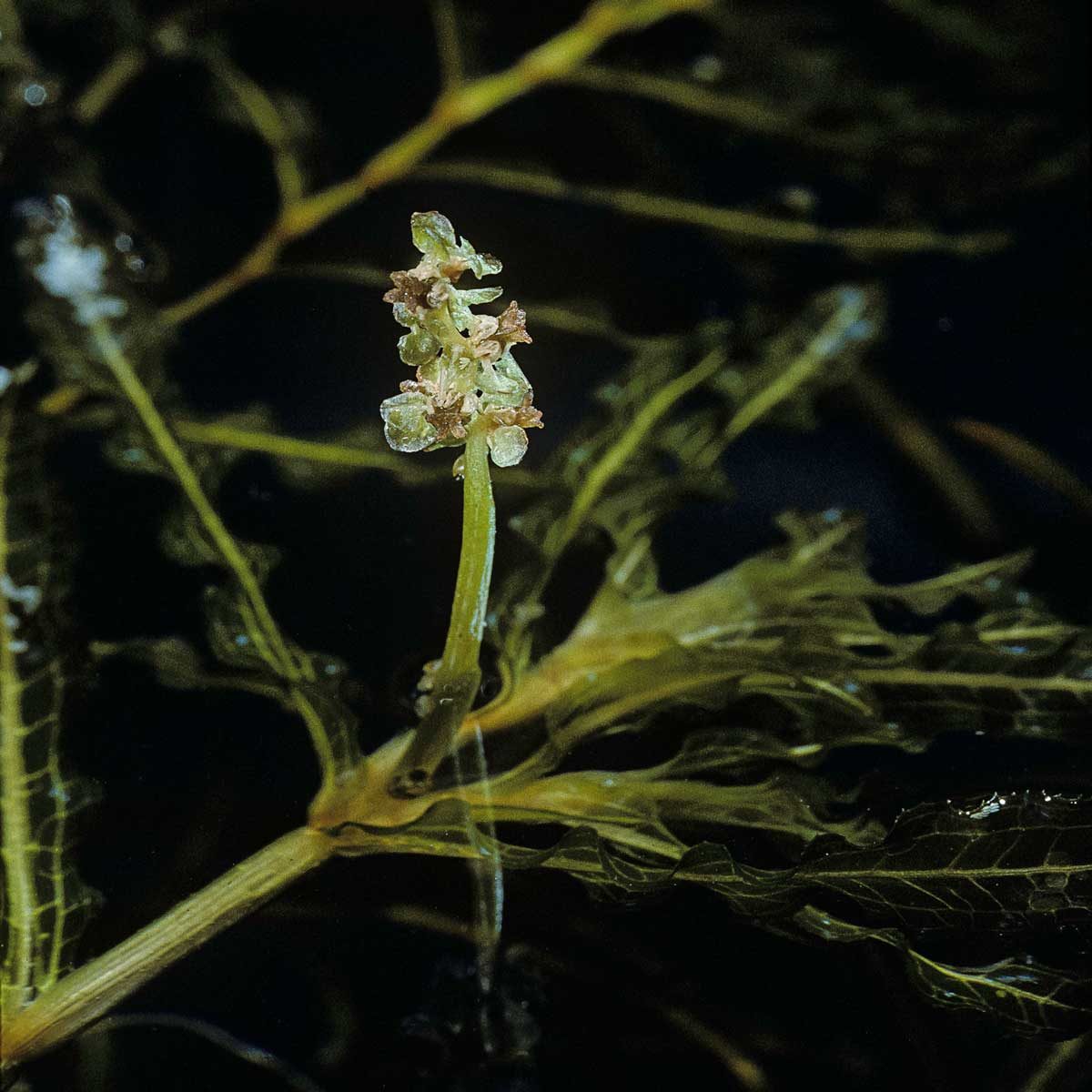 Curly Leaf Pondweed