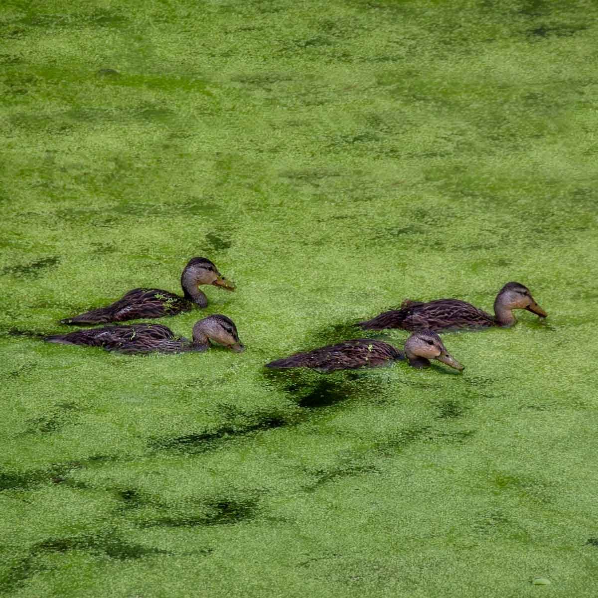 Duckweed