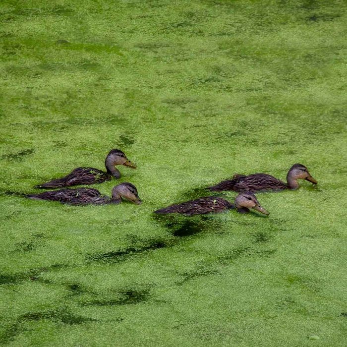 Duckweed