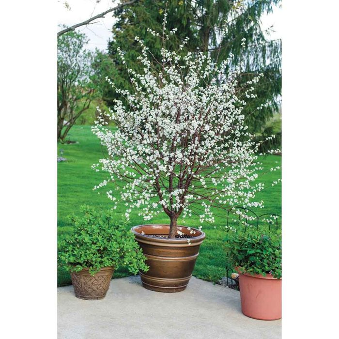 Dwarf Cherry Tree Gurney S Fruit Plants 75352 C3 1000