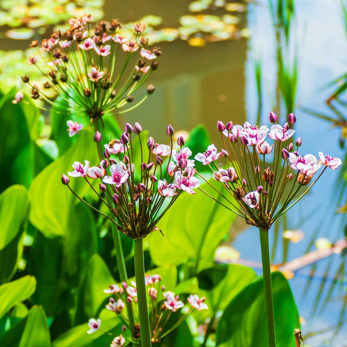 Flowering Grass Rush