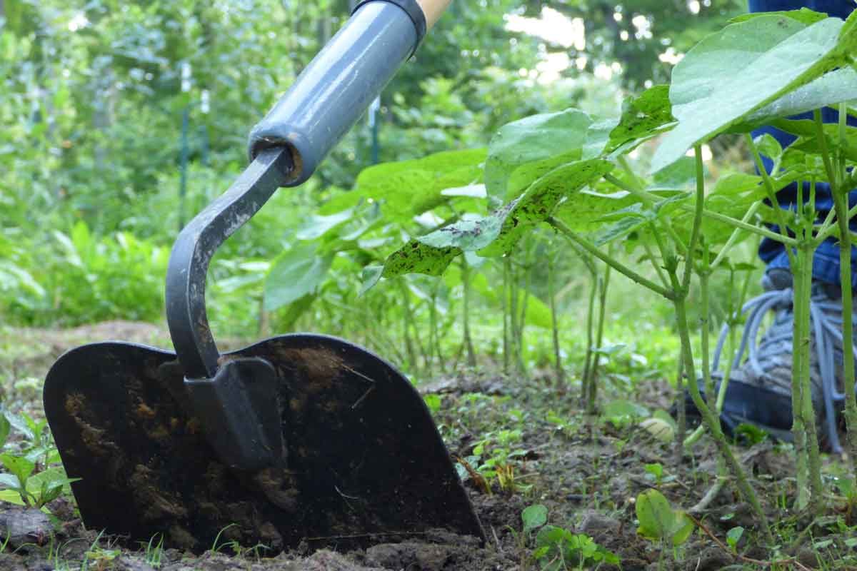 Garden Hoe Buying Guide