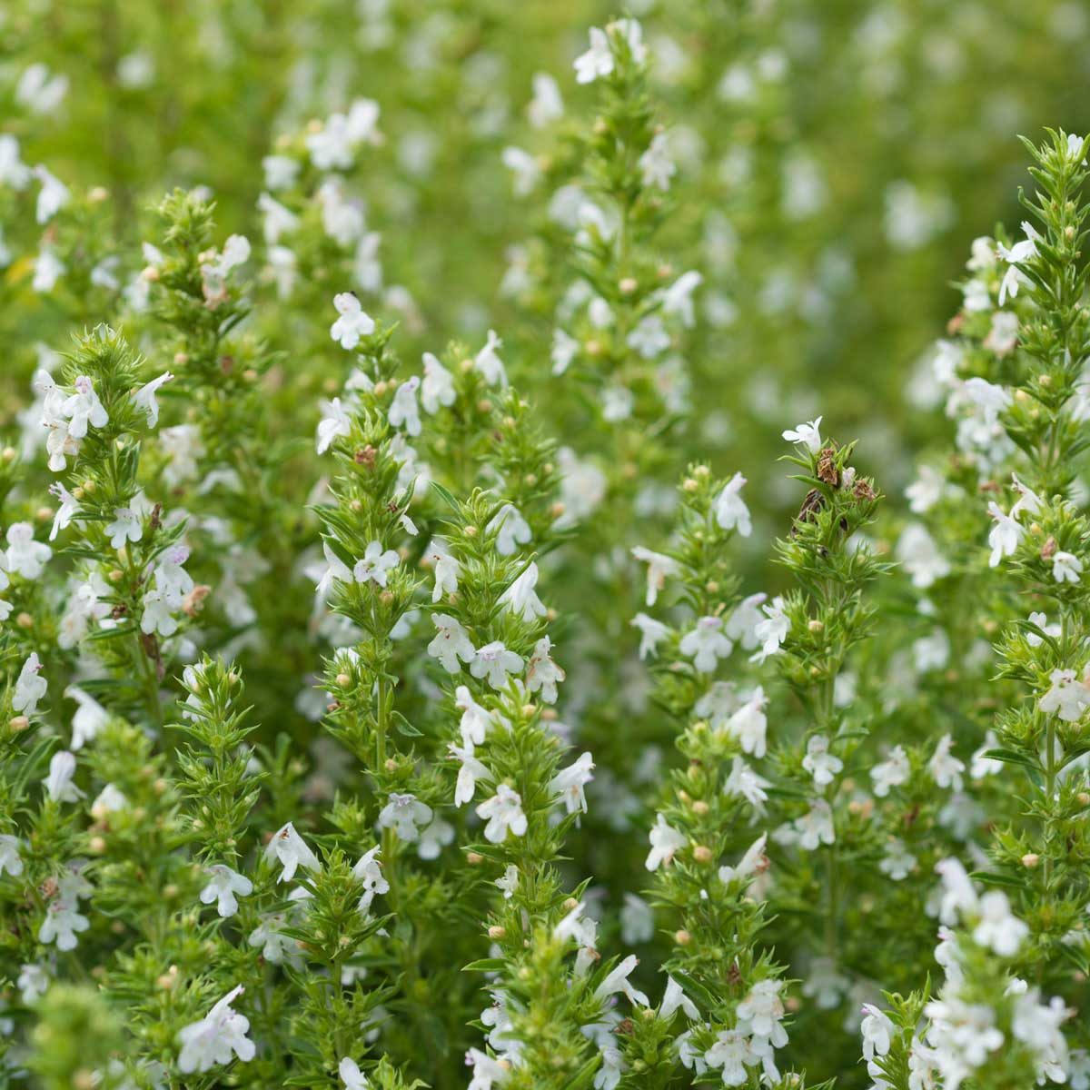 Healing Herbs 