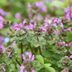 What Is Henbit and How Do I Get Rid of It?