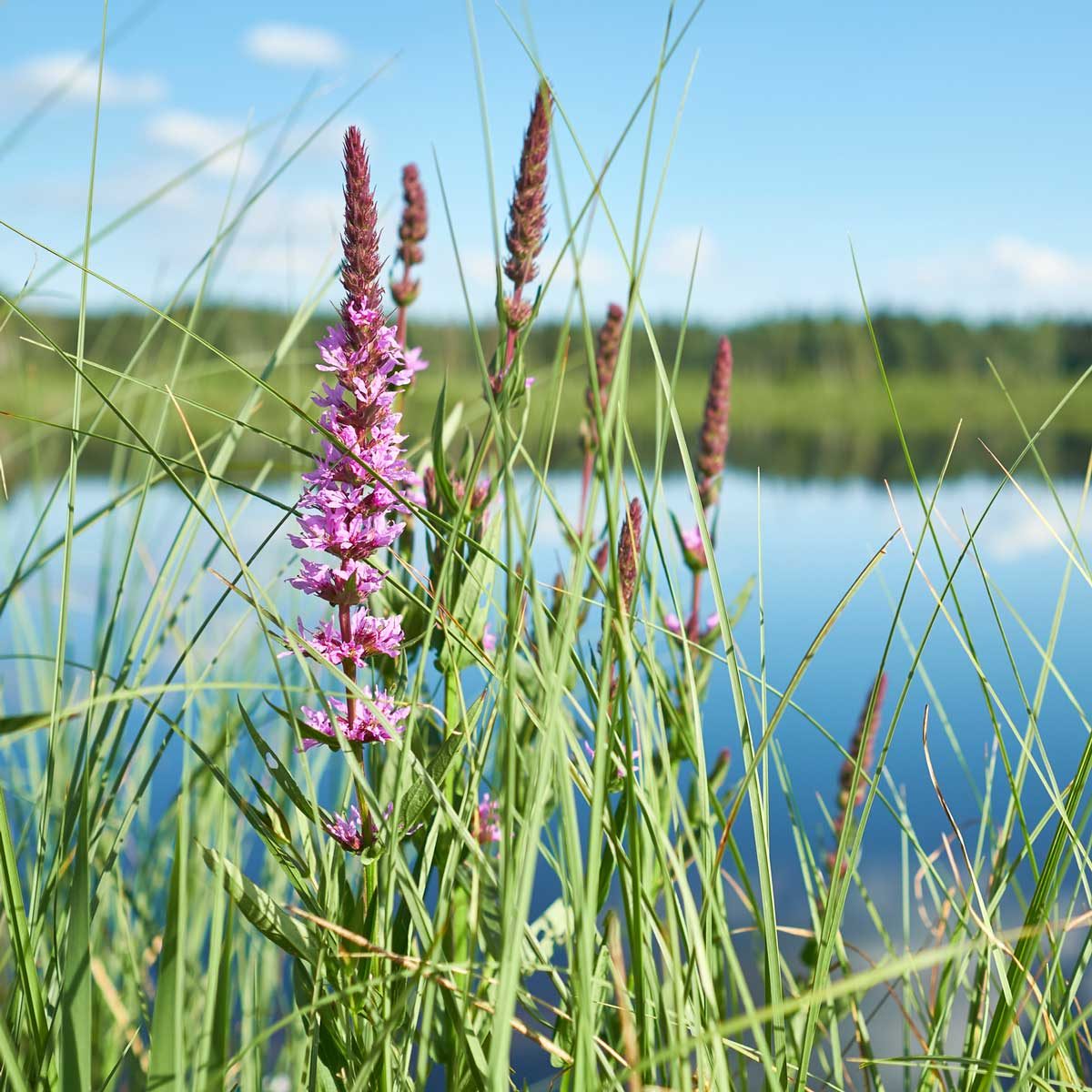 Purple Loosestrife