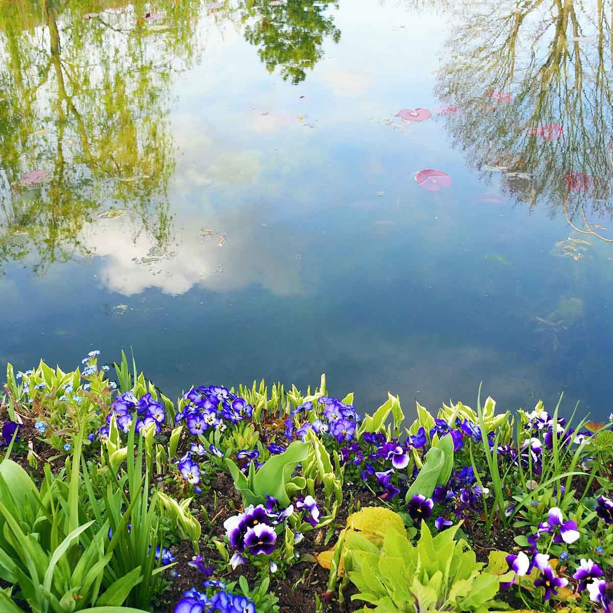 Shoreline Flowers 