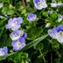 What Is Speedwell and How Do I Get Rid of It?