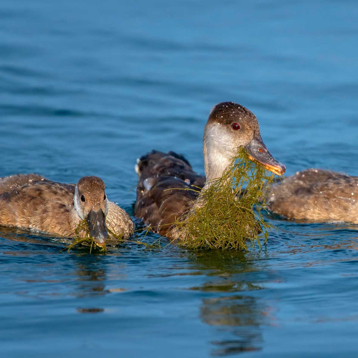 Ducks eating Starry Stonewort