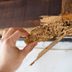 7 Signs You Might Have a Termite Infestation