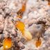 Termites 101: Everything You Need To Know