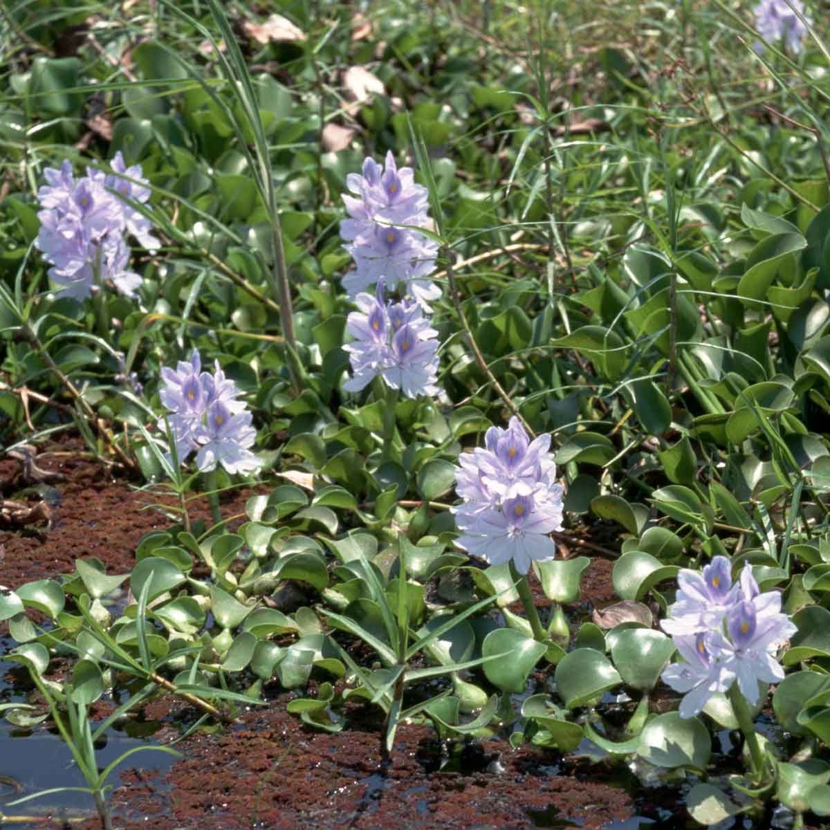 Water Hyacinth