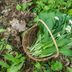 What Is Wild Garlic and How Do I Get Rid of It?