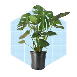 American Plant Exchange Live Monstera Deliciosa Low Maintenance Plant Ecomm Wayfair.com