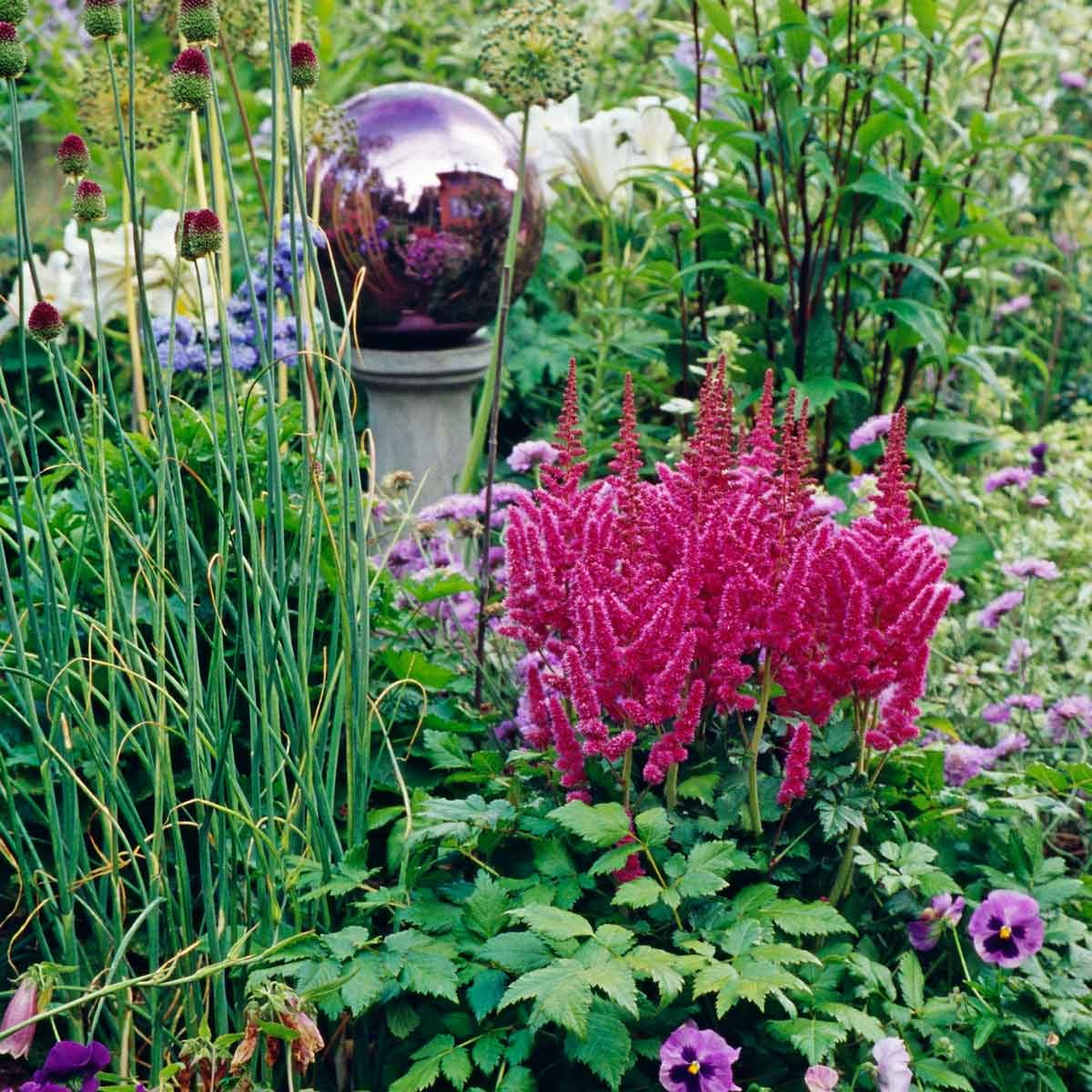 Astilbe Flowers Gettyimages 87986167