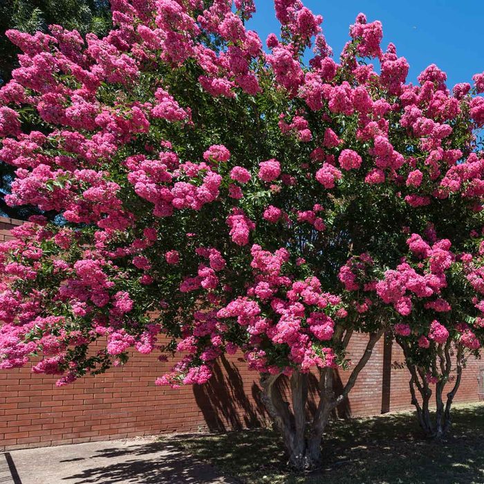 Crape Myrtle