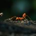 What Are Fire Ants and How Do I Get Rid of Them?