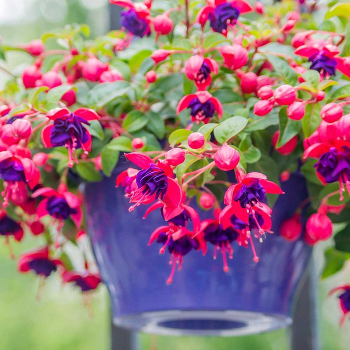 Fushcia Hanging Plant