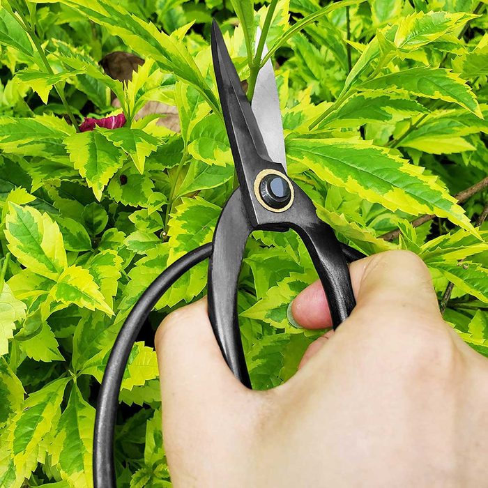 Garden Scissors