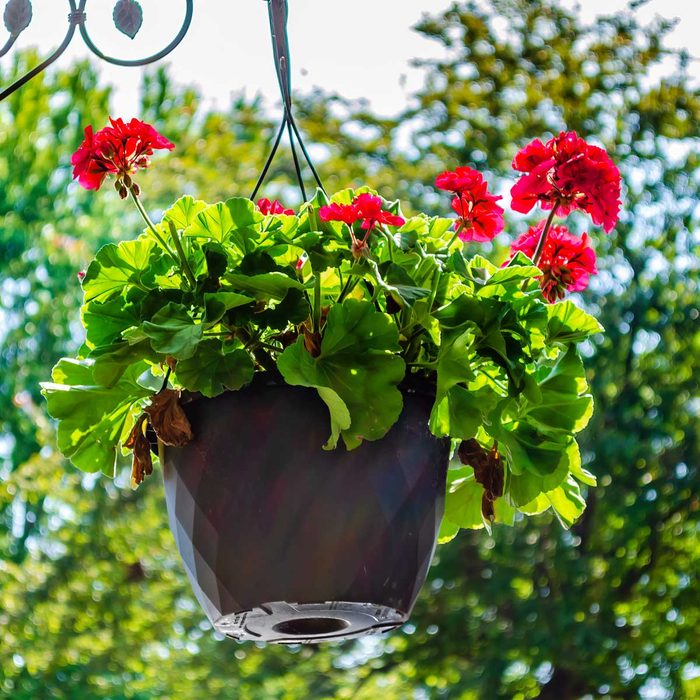 Geranium Hanging Plant