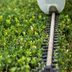 Hedge Trimmers: What To Know Before You Buy