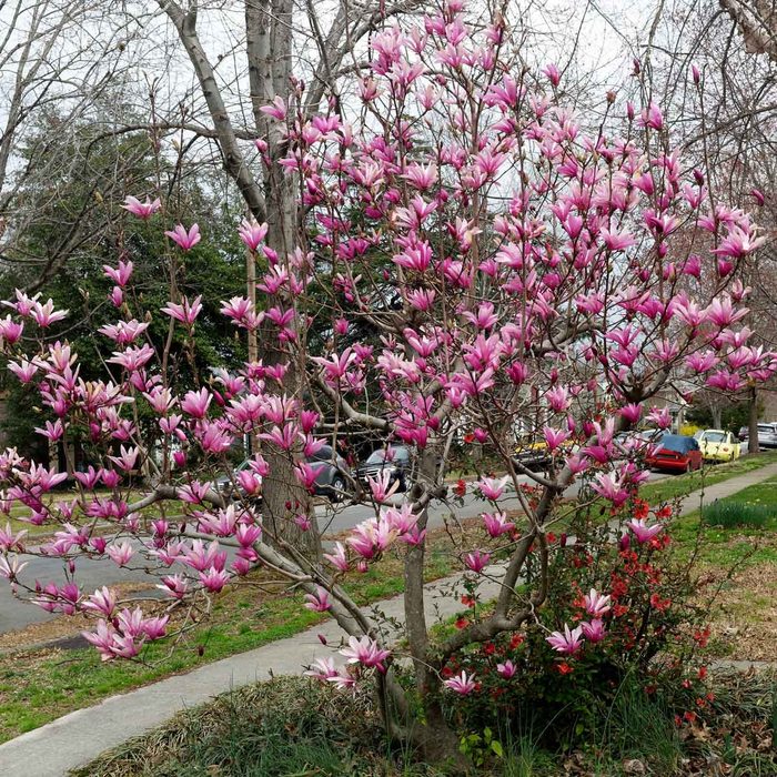 Japanese Magnolia