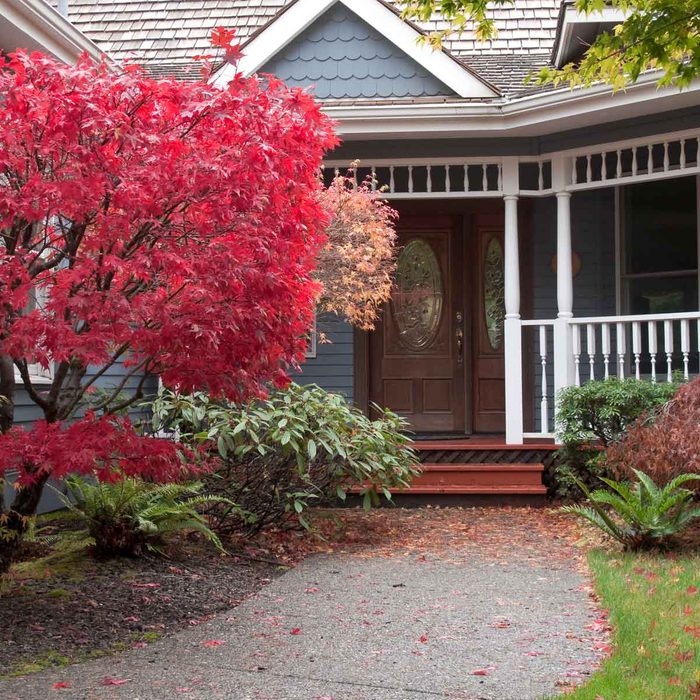 Japanese Maple