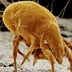 What to Know About Mites