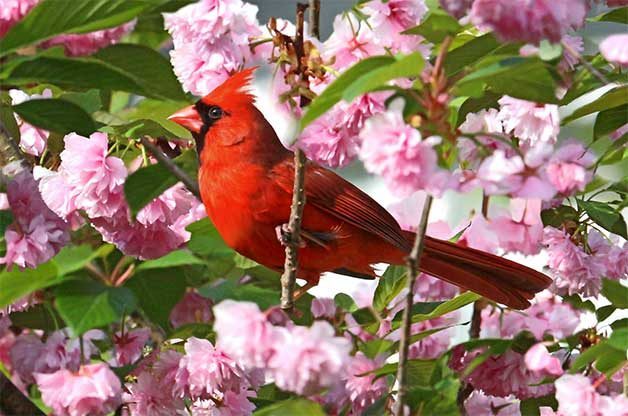 15 Common Backyard Birds You Should Know