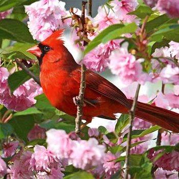 Northern Cardinal Alan Hailston